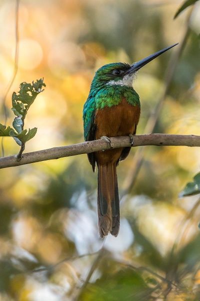 Brazil-Pantanal Rufous-tailed jacamar bird on limb